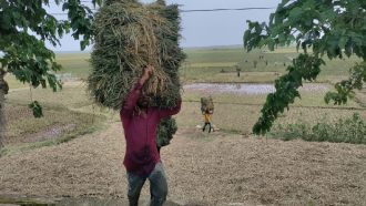 হাওরে ধান কাটা শুরু, শ্রমিক ও ডিজেল সঙ্কটে দুশ্চিন্তা
