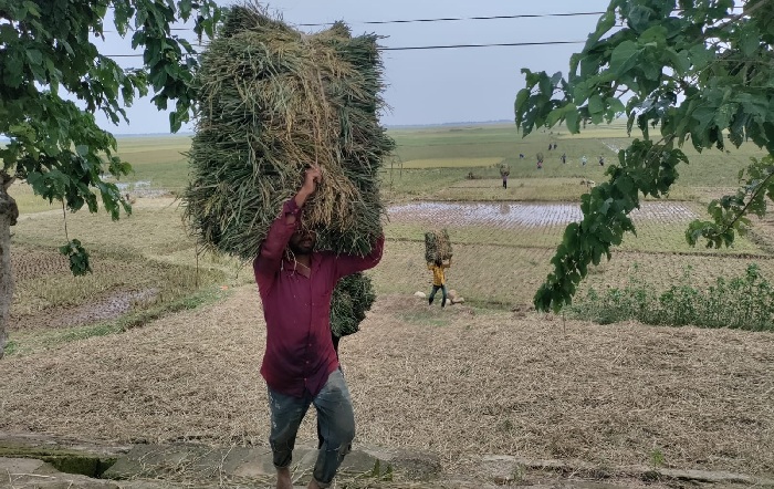 হাওরে ধান কাটা শুরু, শ্রমিক ও ডিজেল সঙ্কটে দুশ্চিন্তা