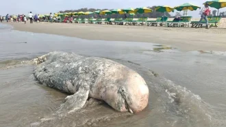 কক্সবাজার সৈকতে ভেসে এলো মৃত ডলফিন