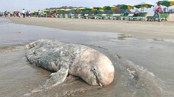 কক্সবাজার সৈকতে ভেসে এলো মৃত ডলফিন