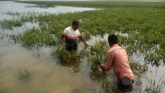 বিয়ানীবাজারে ধান রক্ষায় কৃষকদের প্রাণপণ চেষ্টা