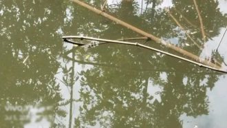 বিয়ানীবাজারে পুকুরে ভাসছিল যুবকের লাশ 