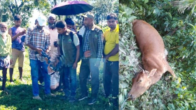 জৈন্তাপুর সীমান্তে বাঘ আতঙ্ক : তদন্তে বন বিভাগ