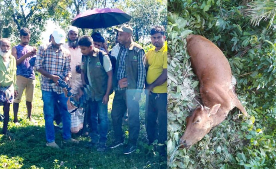 জৈন্তাপুর সীমান্তে বাঘ আতঙ্ক : তদন্তে বন বিভাগ