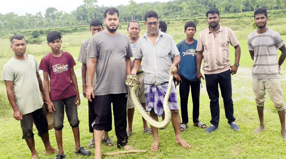 শ্রীমঙ্গলে চা বাগান থেকে অজগর উদ্ধার