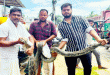 শ্রীমঙ্গলে ১৮ ফুট লম্বা অজগর উদ্ধার