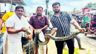 শ্রীমঙ্গলে ১৮ ফুট লম্বা অজগর উদ্ধার