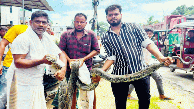 শ্রীমঙ্গলে ১৮ ফুট লম্বা অজগর উদ্ধার