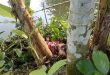 ২০ হাজার টাকা নিয়ে বিরোধ, হবিগঞ্জে বড় ভাইয়ের ছুরিকাঘাতে ছোট বোন নিহত