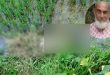 গোলাপগঞ্জে ঘাস দিয়ে ঢাকা ছিল আসিদ আলীর লা শ