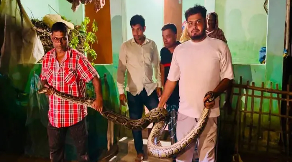 শ্রীমঙ্গলে খাটের নিচ থেকে ১৬ ফুট লম্বা অজগর উদ্ধার